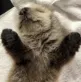 TofiHug TofiHug