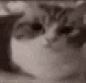 kittybomb kittybomb