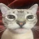 goobercat