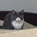 angyshadow