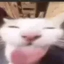 bleh
