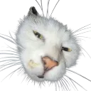 1w_cat_png10