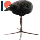 ptojak