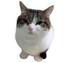 wawa wawa
