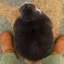 rotund