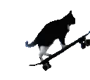 c_e_catboarding