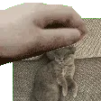 eggpet2