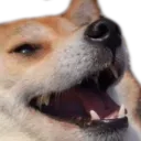 Cute_Doglaugh