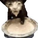 FormulaCat