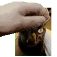 kittypat