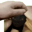 kittypat