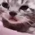 CatCry CatCry