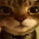 3_cat_stare