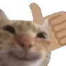 catthumbsup