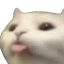 cat_bleh