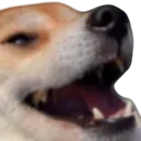 doge_laugh doge_laugh