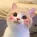 z_catblush