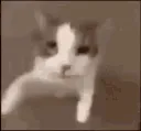 kisscat