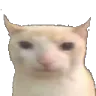 bruh_cat