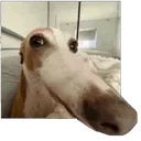 9200dogsniffstickersgg