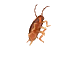 spinningroach