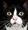 TraumaCat