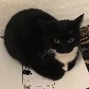 dingus
