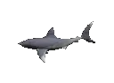 sharko