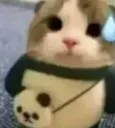 catsweat