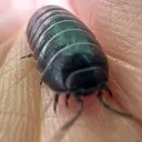 bug