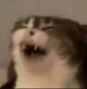 kekcat
