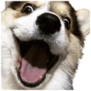 corgihype