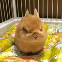 angry_bunny