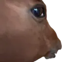 HonseS