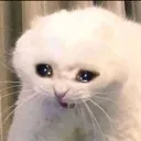 WhiteCatEnergy4