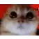 CatRage