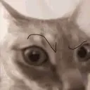 meowtronmat meowtronmat
