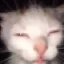 guh
