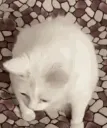 iSOS_catvomit