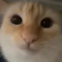 bobo
