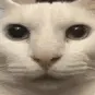 uncanny_cat