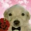 rosepuppy