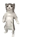 CatGroove