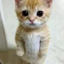 el_gato