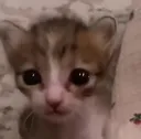 crycat crycat