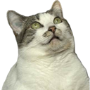 catstare Discord emoji