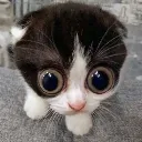 gatozoiudo
