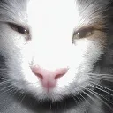 SNIFF
