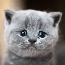 sadge1