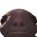 albinauricstare